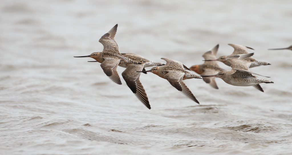 A flock of kuaka in flight, led by a kahukura