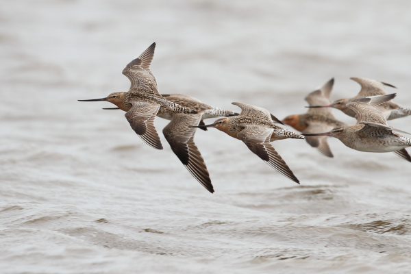 A kahukura leads a flock of kuaka in flight.