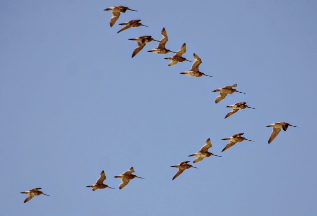 Kuaka in flight led by a kahukura