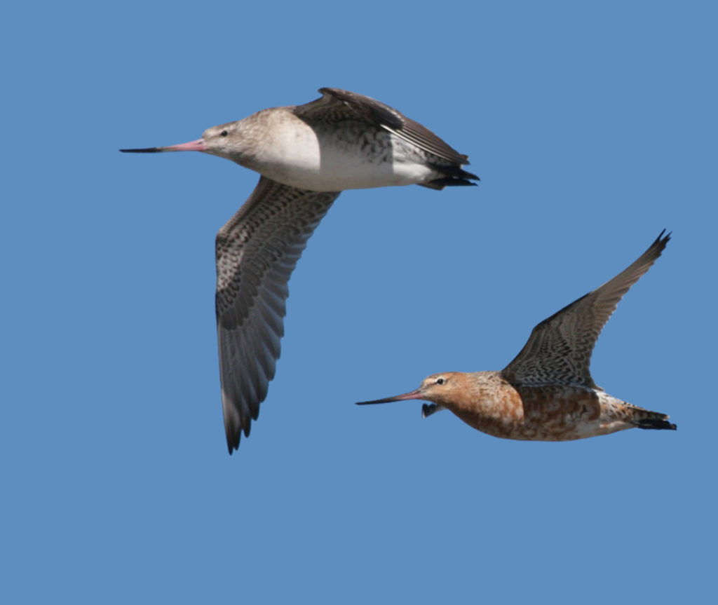 Two kuaka birds in flight, with the kahukura in the lead.